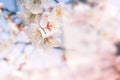 Abstract Cherry Blossom, Soft focus, background