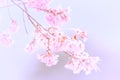 Abstract cherry blossom
