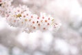 Abstract cherry blossom in spring, background