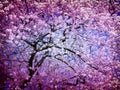 Abstract Cherry Blossom Tree in April