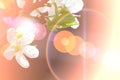 Abstract Cherry flowers background