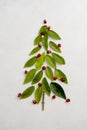 Abstract Chirstmas tree made fro mgreen leaves and pomegranate, isolated. Winter evergreen Christmas tree