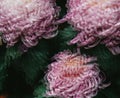 Abstract chrysanthemums