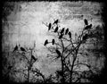 Abstract circle photo ravens birds blach and white gothic effect wood