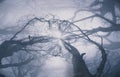 An Abstract, Circlular Effect. Looking Up Into The Sky Of An Atmospheric Forest And Branches On A Foggy Winters Day