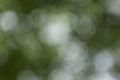 Abstract circular green bokeh background abstract nature green nature