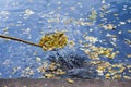 Abstract cleaning swimming pond in the park from fallen leaves with special mesh, skimmer, autumn. Colorful nostalgic Royalty Free Stock Photo