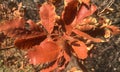 Abstract close picture of autumn leaves and withered bushes.