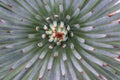 Abstract close up background of green agave succulent plant with red tips with curled up center
