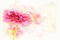 Abstract Close up beautiful pink flower blooming in the public park Royalty Free Stock Photo