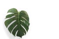 Abstract close up beautiful single large green monstera plant leaf with natural shadow isolated cut on white.Copy space Royalty Free Stock Photo