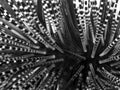 Abstract Close Up Black and White Sea Urchin Spines Striped