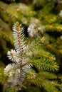 Abstract close up branch of corniferous tree Royalty Free Stock Photo