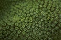 Abstract close-up of a cactus cover