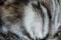 Abstract, Close up cat fur texture.