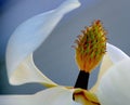Abstract close-up of the center of a white magnolia blossom