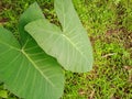 Abstract close-up of colocasia leaves (2).