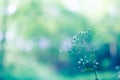 Abstract close-up of daisy flowers. Summer flowers on natural bokeh background Royalty Free Stock Photo