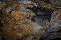 Abstract Close-up details from Ancient Stones with Fungus, Arouca Geo Park.