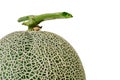 Abstract close up of Fresh melon or cantaloupe large green isolated on white background. Royalty Free Stock Photo