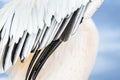 Abstract close-up great white pelican wing Royalty Free Stock Photo