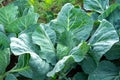 Abstract close up of green cabbage in the garden