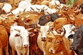 Abstract close up of a herd of cows in Africa. Nice color variety of white, brown and black cattle with horns