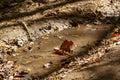 An abstract close up image of forest floor in autumn featuring fallen leaves in and around a rain puddle Royalty Free Stock Photo