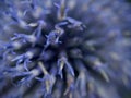 An abstract close up macro shot of the tips of a blue globe thistle flower, the rest of the flower head out of focus in the Royalty Free Stock Photo