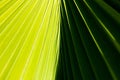 Abstract close up of a palm tree leaf with contrasting light and dark green sides and diagonal lines comming from the center