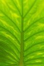 Abstract close-up photo of a big green leaf - perfect for background Royalty Free Stock Photo