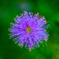 Abstract close up photo of pink flower