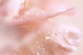 Abstract close up of pink carnation flower with water drops. Floral pastel background. Soft focus, macro Royalty Free Stock Photo