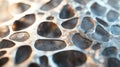 Close up on Trabecular Bone Showing Porous Structure With Holes and Interconnected Network Royalty Free Stock Photo