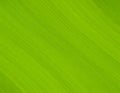 Abstract Close Up Of Vibrant Green Leaf Texture With Diagonal Lines In Natural Light Royalty Free Stock Photo