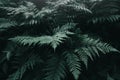 Close-up view of a fern leaf. Concept of green virgin and fresh nature Royalty Free Stock Photo