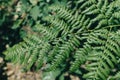 close-up view of a fern leaf. Concept of green virgin and fresh nature Royalty Free Stock Photo