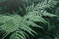 close-up view of a fern leaf. Concept of green virgin and fresh nature Royalty Free Stock Photo