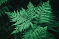 Close-up view of a fern leaf. Concept of green virgin and fresh nature Royalty Free Stock Photo