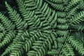 close-up view of a fern leaf. Concept of green virgin and fresh nature Royalty Free Stock Photo