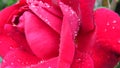 Abstract Close up View of Fully Opened Red Rose with Dew Rain Drops.