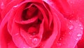 Abstract Close up View of Fully Opened Red Rose with Dew Rain Drops.