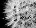 Abstract closeup of a black and white dandelion texture background Royalty Free Stock Photo