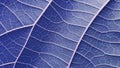 Abstract closeup of a blue leaf texture background Royalty Free Stock Photo