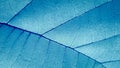 Abstract closeup of a blue leaf texture background