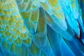 Abstract closeup of blue Macaw feather Royalty Free Stock Photo