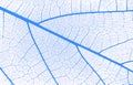 Abstract closeup of a blue and white leaf texture background