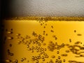 Closeup of freshly poured amber beer with froth and bubbles