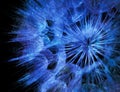 Abstract closeup of glittering blue dandelion seeds isolated on black background Royalty Free Stock Photo