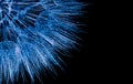 Abstract closeup of glittering blue dandelion seeds isolated on black background Royalty Free Stock Photo